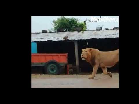 Junagadh: Dog and farmer repelled the lion passing through the garden
