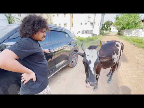 cook with comali pugazh funny talking to cow🐄|viral tastic