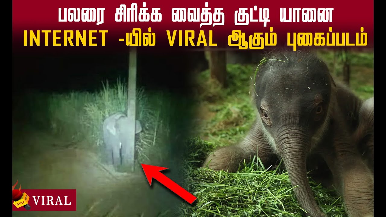 குட்டி மரத்திற்குப் பின்னால் ஒளிந்த குட்டியானை! Cute Baby Elephant Video #BabyElephantlightpole