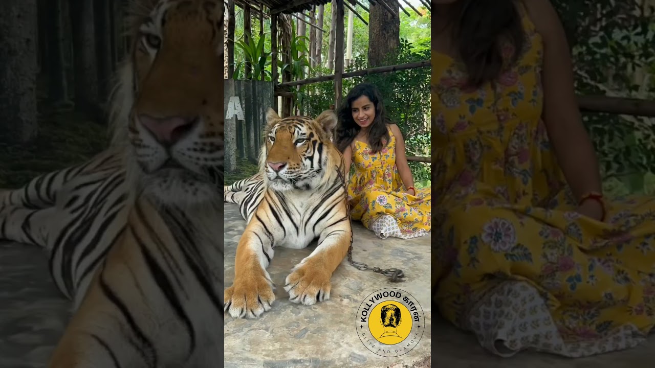 CWC Sivaangi Latest Video With Tiger #cwc #cookwithcomalicomedyscenes #cookwithcomalipromo