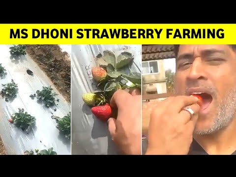 Watch: Ms dhoni is eating Strawberry from his own farming | Ms dhoni latest Video 2021 |