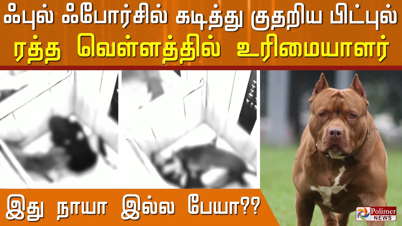 இது நாயா இல்ல பேயா?? ஃபுல் ஃபோர்சில் கடித்து குதறிய பிட்புல்.. ரத்த வெள்ளத்தில் தவழ்ந்த உரிமையாளர்.!