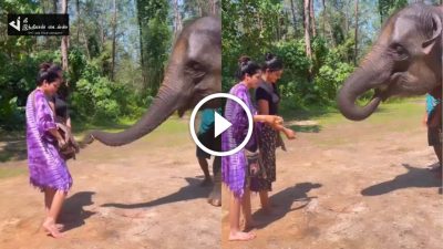 என்ன ஜனனி யானைக்கு இப்படி பயப்படுறீங்க...யானைக்கு உணவு கொடுத்த நடிகை ஜனனி 16