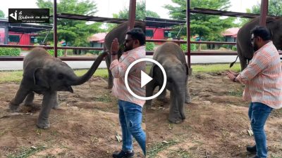 VIJAY TV கோபிநாத்திடம் சண்டைக்கு சென்ற குட்டி யானை... பார்க்கவே செம்ம CUTE-ஆ இருக்கே 54