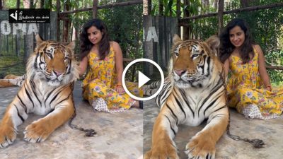 புலியுடன் விளையாடிய குக் வித் கோமாளி சிவாங்கி 60