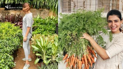 வீட்டில் தோட்டம் வைத்து காய்கறி விளைச்சல் செய்யும் நடிகை சமந்தா 112