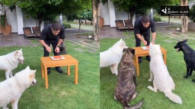 தனது வளர்ப்பு நாய்களுடன் எளிமையாக பிறந்தநாளை கொண்டாடிய தல தோனி புகைப்படங்கள் 113