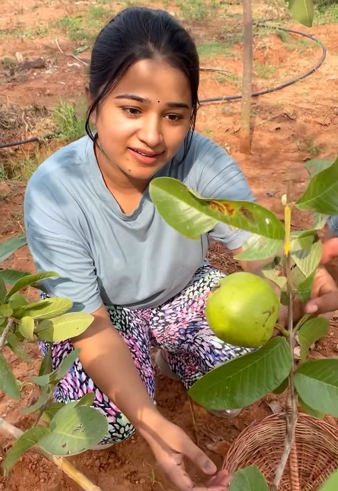 மனைவி கன்னிகா உடன் சொந்த தோட்டத்தில் பழங்கள் அறுவடை செய்யும் சினேகன் 3