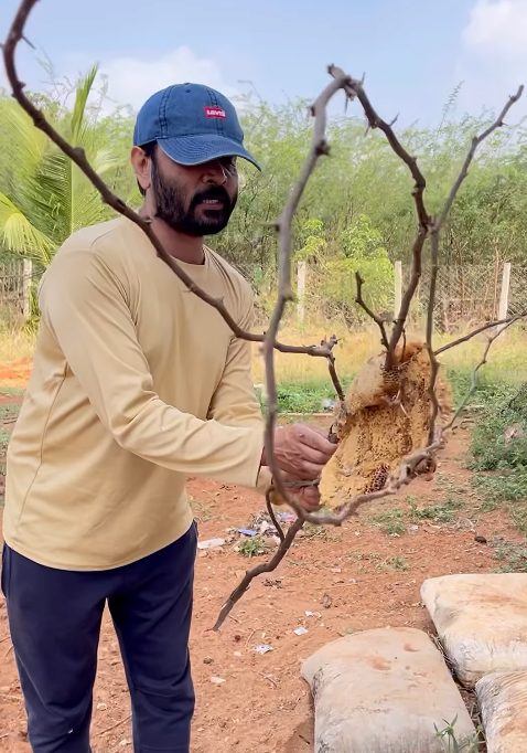 சொந்த தோட்டத்தில் கொம்புத்தேன் எடுத்து மனைவி கன்னிகாவுக்கு கொடுக்கும் சினேகன் 4