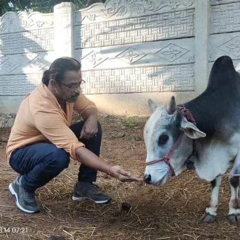 தனது சொந்த பண்ணையில் மாடுகளுக்கு உணவு வழங்கும் நடிகர் அர்ஜுன் 7